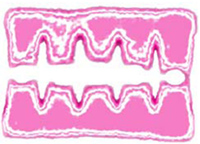 Fig 6: Fujifilm Prescale film Before Topaq Analysis