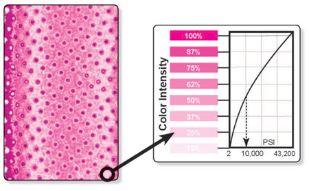 Fig 2: Color on Fujifilm Prescale is Proportional to the Pressure. Fujifilm Prescale paper