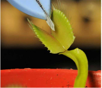 Venus Flytrap
