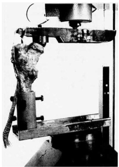 Figure 2. The experimental preparation with which load was
applied to the femur in the laboratory. figure 2