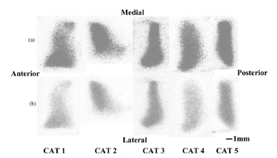 Fig. 3. Patellofemoral Fuji stains for all five cats at 300N of applied force on (a) low- and (b) medium-grade film.Increasing pressures are associated with increasing stain darkness
