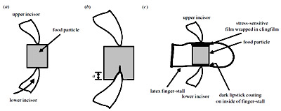 Figure 1. (a) A food particle (grey) is held against the upper incisors. fig 1