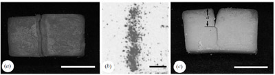 Figure 3. (a) Penetration of ‘extra sharp’ Cheddar produced by two central lower incisors, shown in top view. The part of the
specimen to the right side was inserted in the mouth: figure 3