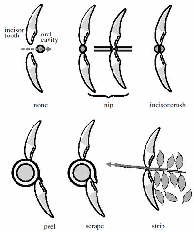 Figure 5. The various modes of ingestion employed by
primates. figure 5
