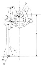 Biomechanics Abb. 2.10: Schemazeichnung auf Basis einer Röntgenaufnahme, aus welcher Abstände und Winkel gemessen wurden (Abb. nach Arnoczky und Torzilli, 1981).