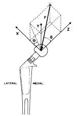 Biomechanics Abb. 2.12: Richtung der Resultierenden (F), dargestellt an einem rechten Femurkopf (Abb. nach Page et al., 1993); nähere Beschreibung siehe Text.