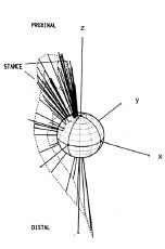 Biomechanics Abb. 2.13: Richtung von R auf den Kopf der Hüftendoprothese während eines Gangzyklus im langsamen Schritt, R bildet einen Winkel von 20° zur Femurlängsachse (Abb. nach Bergmann et al., 1984).