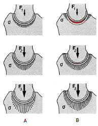 Biomechanics Abb. 2.19: Belastungsschema für das kongruente Gelenk (A) und das physiologisch inkongruente Gelenk (B) unter geringer Belastung F1, und steigender Belastung F2, F3; die Verteilung des Drucks im physiologisch inkongruenten Gelenk ist gleichmäßiger und ohne lokale Druckspitzen im Gegensatz zum kongruenten Gelenk (Abb. nach Eckstein et al., 1993).