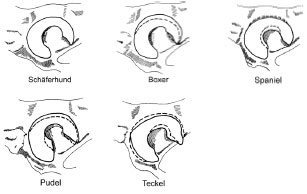 Biomechanics Abb. 2.3: Formen des Acetabulum, Lateralansicht des linken Acetabulum; die gestrichelte Linie gibt die Kontur der Facies lunata des Schäferhundes wieder (Abb. nach Richter, 1977).