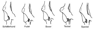 Biomechanics Abb. 2.4: Kontur des kranialen Pfannenrands, Ventralansicht des rechten Acetabulum (Abb. nach Richter, 1977).