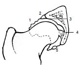 Biomechanics Abb. 2.5: Querschnitt durch das Hüftgelenk (Abb. nach Dyce et al., 1991). 1 Gelenkkapsel, 2 Labrum acetabulare, 3 Facies lunata, 4 Lig. capitis ossis femoris, 5 Lig. transversum acetabuli.