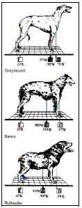 Biomechanics Abb. 2.6: Rasseabhängige Lage des Schwerpunkts und die davon abhängige Verteilung der Körperlast auf Vorderund Hinterhand (Abb. nach Larché, 1962).
