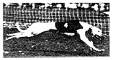 Biomechanics Abb. 2.8: Beim schnellen Galopp ist die Kraft überwiegend horizontal gerichtet (Abb. nach Prieur, 1980).