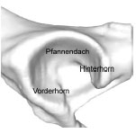 Biomechanics Abb. 3.20: Schematische Darstellung des Acetabulum eines Hundes: Definition der Gelenkflächenabschnitte.