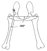 Biomechanics Abb. 3.13: Gliedmaßenwinkelung in Relation zum Becken, Ansicht von kaudal, Abduktionswinkel im Hüftgelenk in der Transversalebene; (Abb. nach Page et al., 1993).