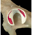 Biomechanics Abb. 3.21: Acetabulum mit Paraffinhäutchen, auf dem die Kontaktfläche rot markiert wurde.