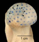 Biomechanics Abb. 4.10: Medialansicht eines linken Femurkopfpräparats; am Rand der Fovea capitis ossis femoris sind die Spalten radiär angeordnet, die Pfeile verdeutlichen< diese Ausrichtung.
