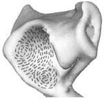 Biomechanics Abb. 4.12: Schematische Darstellung der Spaltlinien des Gelenkknorpels an der Kranialfläche eines linken Acetabulum; an Vorderhorn und am kraniolateralen Rand sind die Spaltlinien zirkulär angeordnet.