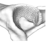 Biomechanics Abb. 4.13: Schematische Darstellung der Spaltlinien des Gelenkknorpels an der Dorsalfläche eines linken Acetabulum; im Pfannendach verlaufen die Spaltlinien in transversaler Richtung.