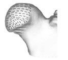 Biomechanics Abb. 4.15: Schematische Darstellung der Spaltlinien des Gelenkknorpels an der Kranialfläche des Caput ossis femoris; am mediodistalen Gelenkrand ordnen sich die Spaltlinien zirkulär an.