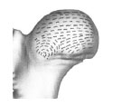 Biomechanics Abb. 4.17: Schematische Darstellung der Spaltlinien des Gelenkknorpels an der Kaudalfläche des Caput ossis femoris; am laterodistalen Gelenkrand ordnen sich die Spaltlinien zirkulär an.