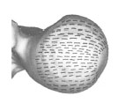 Biomechanics Abb. 4.18: Schematische Darstellung der Spaltlinien des Gelenkknorpels an der Dorsalfläche des Caput ossis femoris; geradliniger Verlauf der Spaltlinien, der die Gelenkränder auf kürzestem Weg verbindet.