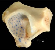 Biomechanics Abb. 4.7: Kranialfläche eines linken Acetabulumpräparats; die Spaltlinien in der subchondralen Knochenplatte verlaufen in ventrodorsaler Richtung auf das Pfannendach zu.