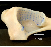 Biomechanics Abb. 4.8: Dorsalfläche (Pfannendach) eines linken Acetabulumpräparats; die Spaltlinien der subchondralen Knochenplatte zeigen einen kraniokaudalen Verlauf.