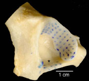 Biomechanics Abb. 4.9: Kaudalfläche eines linken Acetabulumpräparats; die Spaltlinien der subchondralen Knochenplatte zeigen einen abrupten Richtungswechsel nach mediolateral, am Hinterhornrand ist eine radiäre Ausrichtung zu beobachten, die Spaltlinien verlaufen am Knochensteg (*) ventral der Fossa acetabuli in sagittaler Richtung.