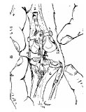 Biomechanics Abb. 5: Darstellung des Kniegelenks des Hundes mit einem Abriss des lateralen Seitenbandes bei der Untersuchung. Das Gelenk lässt sich durch Druck der beiden Zeigefinger nach lateral öffnen (Braden, 1980). Analoges gilt bei medialem Bandriss.