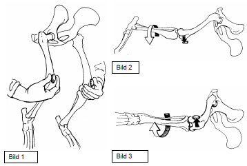 Biomechanics Abb. 6: Bild 1: Palpation der Patellae am stehenden Tier, zur Untersuchung auf me diale oder laterale Patellaluxation. Bild 2: Untersuchung auf mediale Patellaluxation am liegenden Tier mit gestrecktem Hüft- und Kniegelenk und innenrotierter Tibia. Bild 3: Untersuchung auf laterale Patellaluxation am liegenden Tier mit gebeugtem Hüft- und Kniegelenk und außenrotierter Tibia. (aus: Koch et al., 1998)