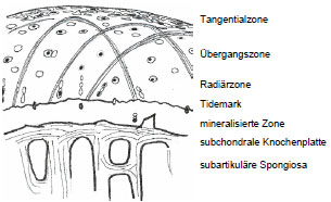 Biomechanics Abb. 7: Schematisierte Darstellung des Gelenkknorpels und der darunterliegenden subchondralen Knochenplatte