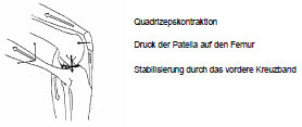 Biomechanics Abb. 10: Dynamische Stabilität am Kniegelenk (McLeod und Blackburn, 1980).