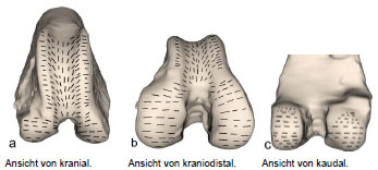 Biomechanics Abb. 19: Summationsbild der Knorpelspaltlinien an den Kondylen des rechten Os femoris.