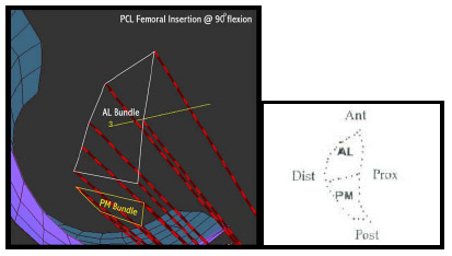 Biomechanics Figure 4-2: LEFT - Sagittal view of femoral locations of the anterolateral (AL) and posteromedial (PM) ligament bundle in a SIMM model. RIGHT – Image from Harner et al. (1999). Total femoral insertion areas compared favorably to values reported by Harner et al. (1999)