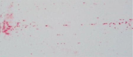Fig. 2. An example of the developed pressure film. developed pressure film