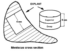 Biomechanics FIGURE 4. Cross-section of the meniscus with the direction of the cut and explants showing superior and deep zones.