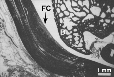 FIG. 1. Histologic section of a typical wrap-around tendon figure 1