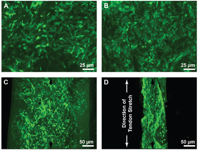 FIG. 3. Fluorescence microscopy of cell distribution and viability following seeding of cells into collagen scaffolds figure 3