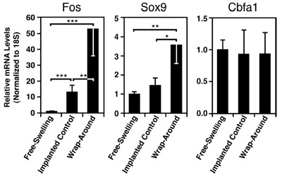 FIG. 4. Mechanical regulation of gene transcription in MSC constructs implanted into stretched tendons ex vivo. figure 4