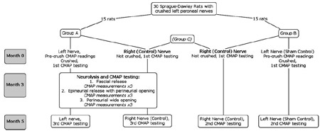 Fig. 1 Study groups and procedures. figure 1