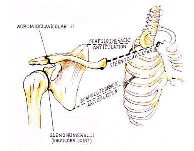 Biomechanics Figure 1 The intercalated joints of the shoulder complex.