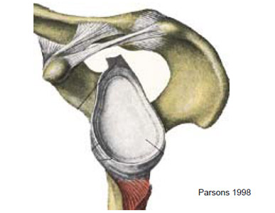 Biomechanics Figure 3 Natural articular surface of the glenoid.