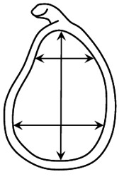 Biomechanics Figure 4 Glenoid surface.