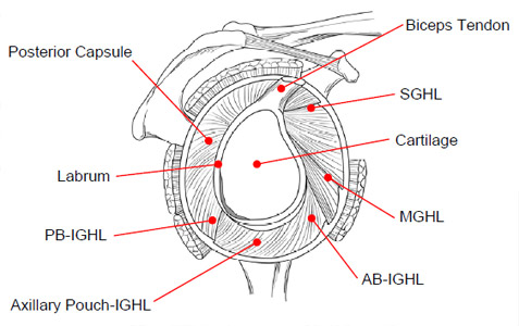 Biomechanics Figure 6 Static restraints of the shoulder joint complex.