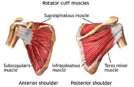 Biomechanics Figure 7 The muscles of the rotator cuff.
