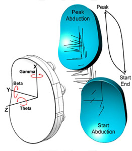 Biomechanics Figure 28 Axes definition of the glenoid with respect to a left shoulder complex shown on the white glenoid. The complex motion path of the glenoid in abduction and adduction over one test cycle is shown by the blue glenoid.
