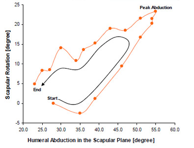 Biomechanics Figure 30 Scapular rotation about the glenoid midline (Y axis) versus abduction / adduction of the humerus relative to the vertical in the plane of the scapula. Hysteresis is exhibited between the transition from abduction to adduction.