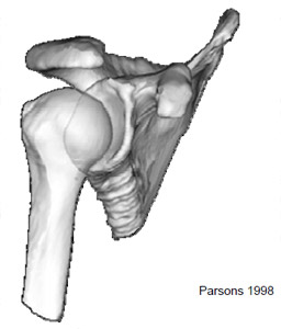 Biomechanics Figure 35 Three dimensional model of the shoulder joint, showing the scapula and humerus bones.