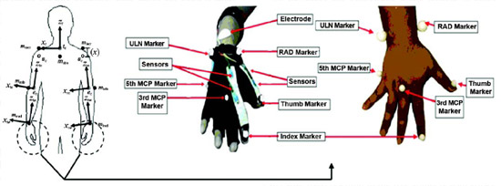 Flex Sensor Figure 6. Extension of upper-limb kinematic model with additional markers on third and fifth metacarpophalangeal (MCP) joints and tips of index finger and thumb. Circle indicates additional markers used on hand. Directions are based on perspective of viewer. ec = elbow joint center, mlacr = left acromion process marker, mlelb = left olecranon marker, mlrad = left radial styloid marker, mracr = right acromion process marker, mrelb = right olecranon marker, mrrad = right radial styloid marker, mstrn = sternal notch marker, RAD = radial styloid, Sc = shoulder center, tc = trunk center, ULN = ulnar styloid, xle = x-axis of left elbow, xlw = x-axis of left wrist, xre = x-axis of right elbow, xrw = x-axis of right wrist, xt = x-axis of trunk frame, zle = z-axis of left elbow, zlw = z-axis of left wrist, zre = z-axis of right elbow, zrw = z-axis of right wrist, zt = z-axis of trunk frame, (x) = circumference of shoulder around acromion and axilla.